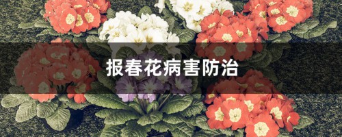 报春花病害防治