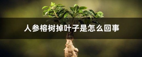 人参榕树掉叶子是怎么回事，怎么办