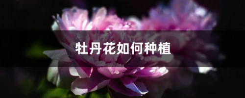 牡丹花如何种植，什么时候种