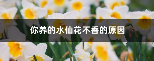 你养的水仙花不香的原因