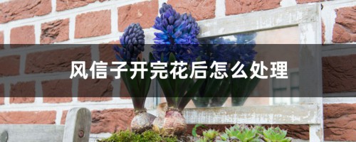 风信子开完花后怎么处理，怎么留种