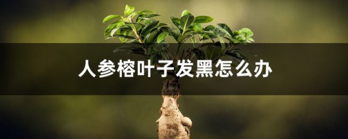 人参榕叶子发黑怎么办