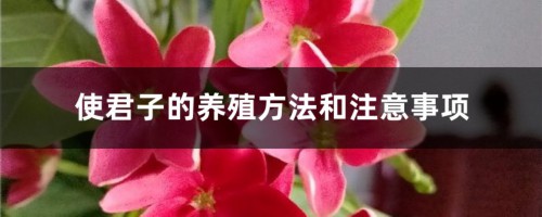 使君子的养殖方法和注意事项