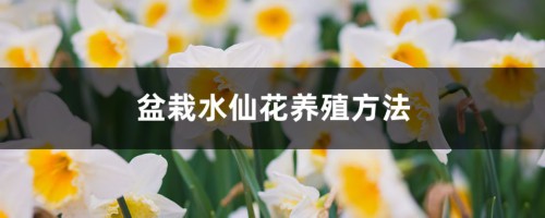 盆栽水仙花养殖方法，水仙花能在室内养吗