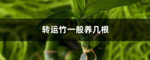 转运竹一般养几根