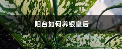 阳台如何养银皇后，需要注意什么