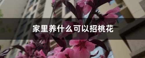 家里养什么可以招桃花