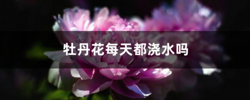 牡丹花每天都浇水吗