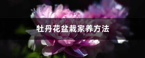 牡丹花盆栽家养方法