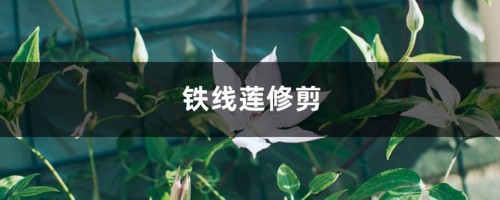 铁线莲修剪