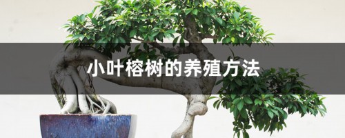 小叶榕树的养殖方法