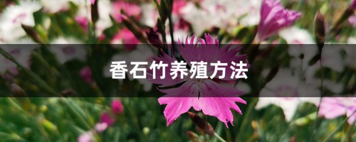 香石竹养殖方法