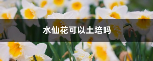 水仙花可以土培吗