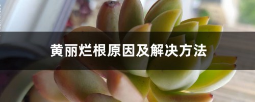 黄丽烂根原因及解决方法