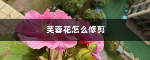 芙蓉花怎么修剪