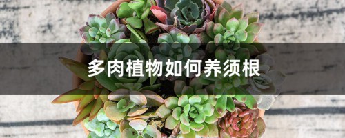 多肉植物如何养须根