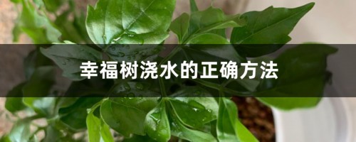 幸福树浇水的正确方法